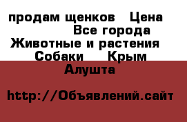 продам щенков › Цена ­ 15 000 - Все города Животные и растения » Собаки   . Крым,Алушта